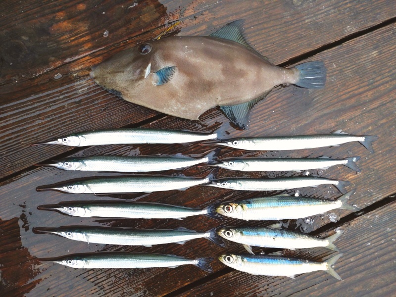 1月14日：釣果