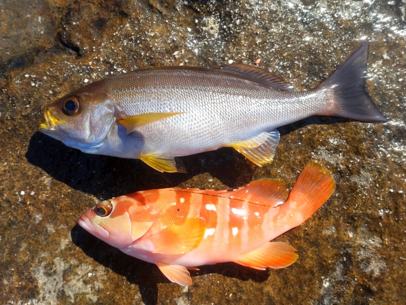 1月4日：釣果