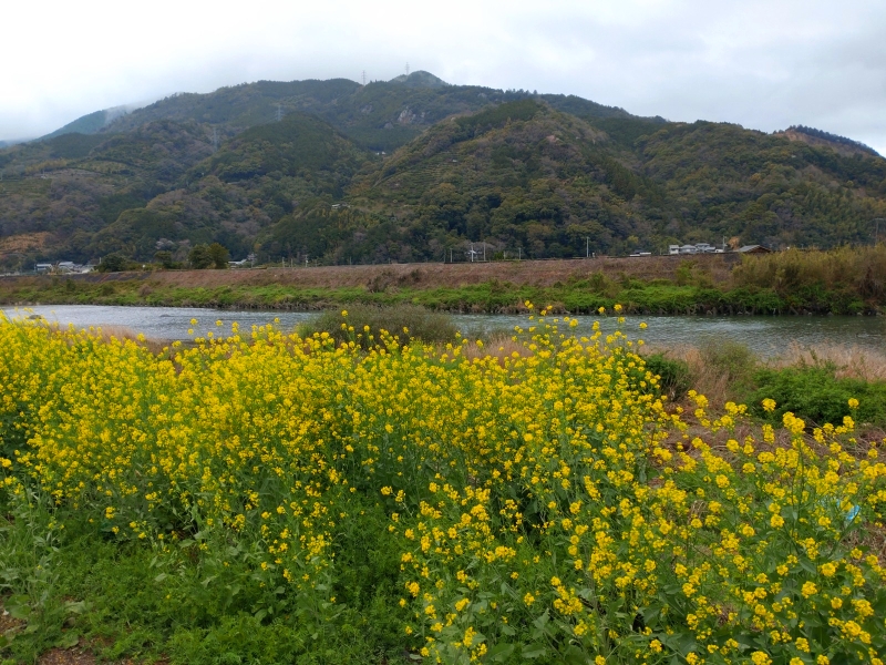 3月26日：勝浦川1