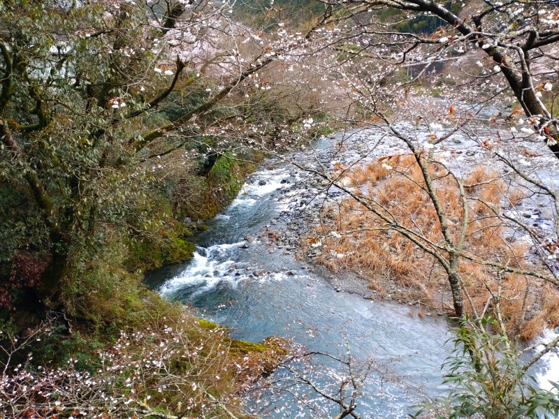 3月26日：勝浦川2