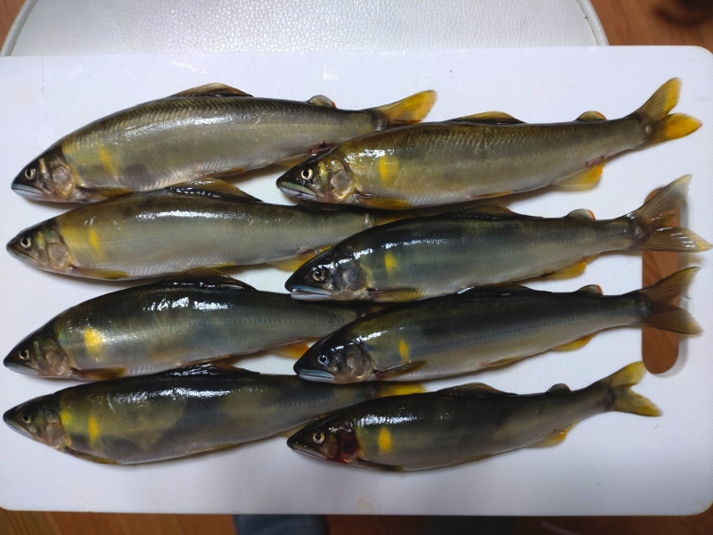 6月1日：鮎