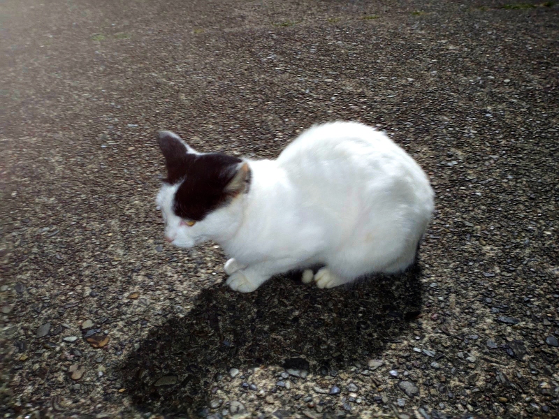 6月3日：猫