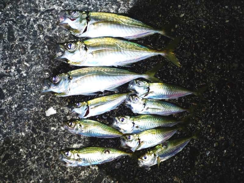 7月29日：豆アジ