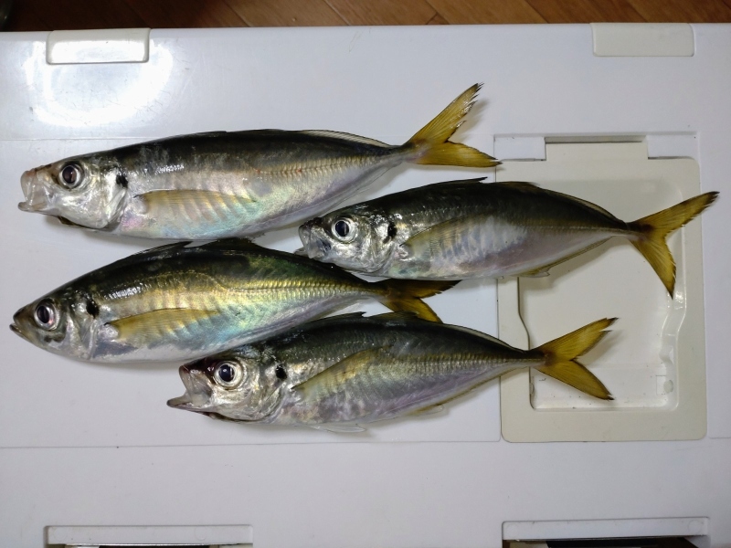 8月5日：トツカアジ