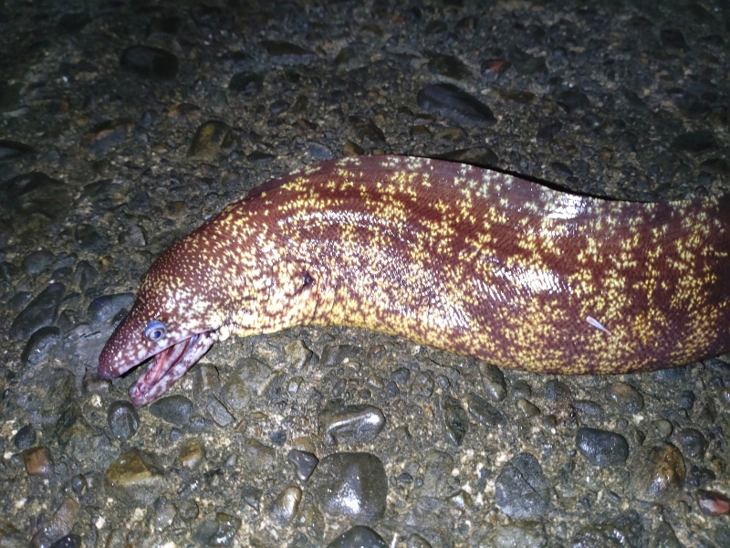 9月30日：ウツボ1