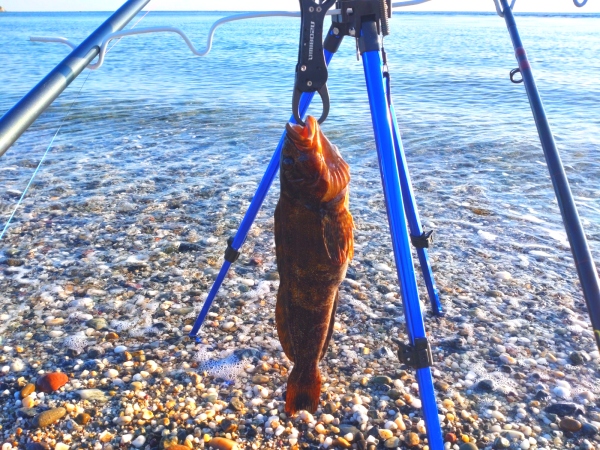 2月12日：人が釣っていた大アイナメ