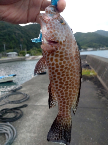 11月26日：オオモンハタ