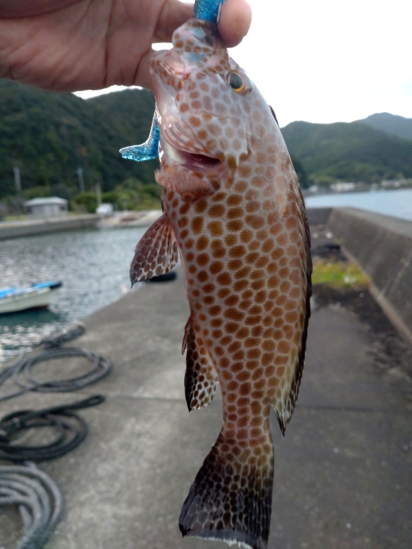 11月27日：オオモンハタ