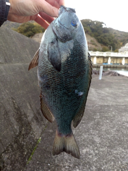 1月12日：グレ