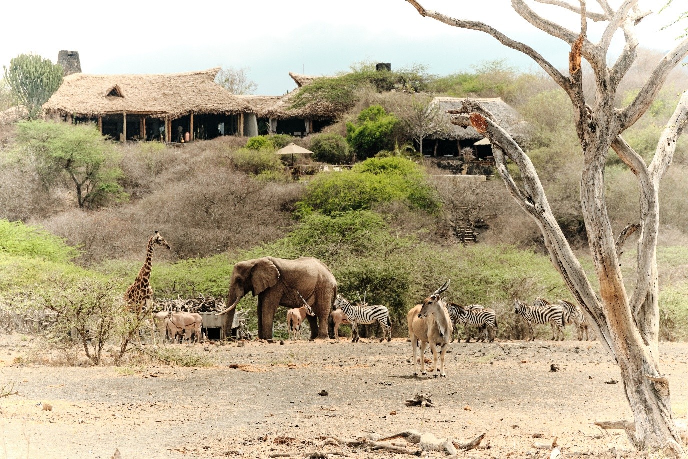 dummy